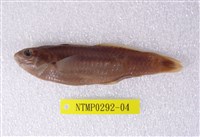 藏品(綠錦魚)的圖片